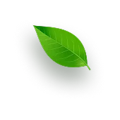 feel-leaf-floated-right