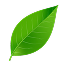 leaf-poster 6